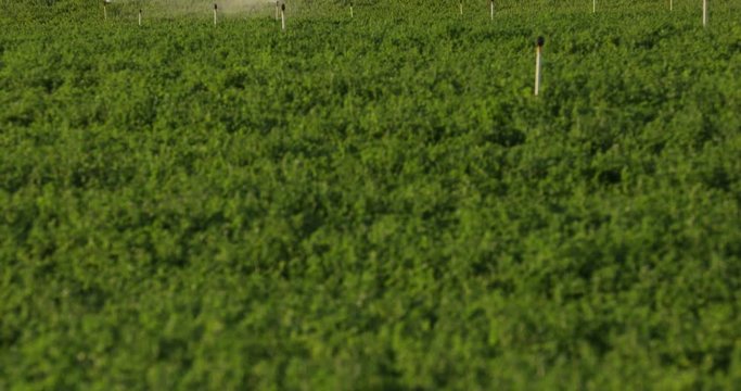 A green row of crops in a field is watered and sprayed by irrigation equipment in the Salinas Valley, California USA