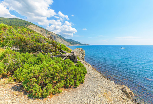 Fototapeta Juniper  reserve on the Black Sea coast near Big Utrish.