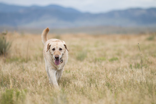 dog by the Colorado mountains - Powered by Adobe