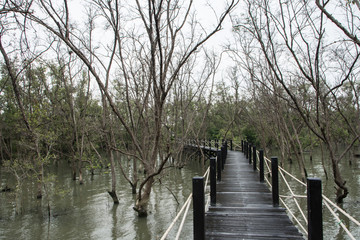 Obraz na płótnie Canvas Mangrove forest walkway bridge