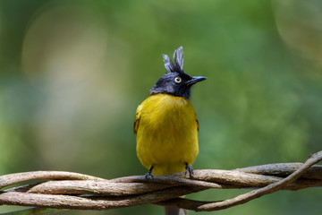Black-crested bulbul perching on tree branch with green bokeh background , Thailand
