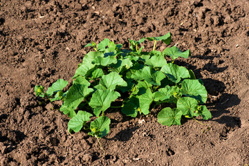 organic melon plant on the field