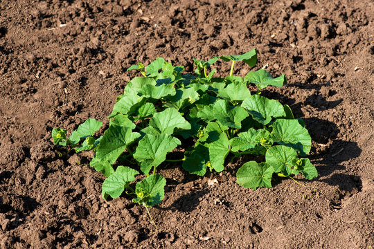 organic melon plant on the field