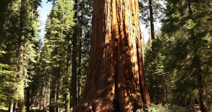 General Sherman tree in Sequoia National Park California USA
