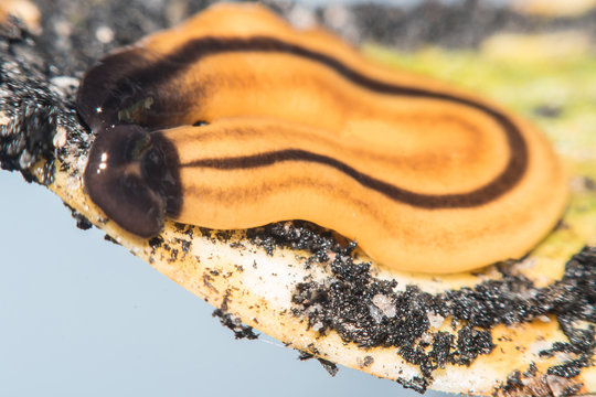 Macro of a hammerhead worm(Platyhelminthes),Flatworm on a leaf. (Selective focusing)