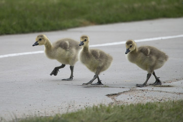 Baby geese 