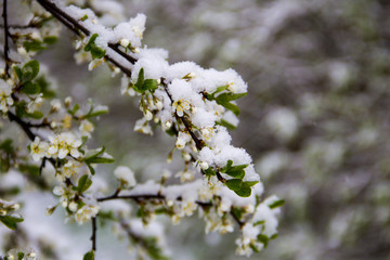 Spring tree blossom covered with sudden April snow cyclone in Ukraine