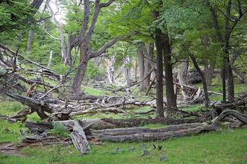 Forest at the Los Glaciares National Park, Argentina
