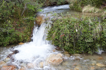 Stream in the forest at the Los Glaciares National Park, Argentina