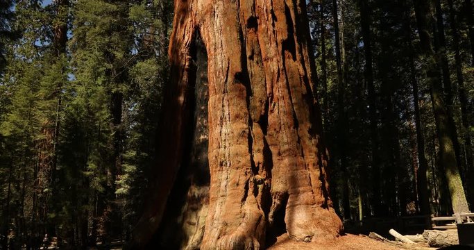 General Sherman tree in Sequoia National Park California USA