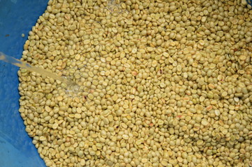Coffee beans,In the ferment and wash method of wet processing