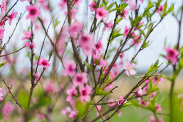 pink peach flowers close up