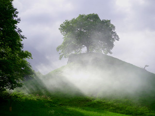 Baum im Nebelkleid