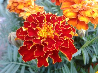 Close up beautiful Marigold flower & leaf (Tagetes erecta, Mexican, Aztec or French marigold) in garden. Macro of marigold patula or tagetes in flower bed sunny day. Tagetes background, wedding card. 