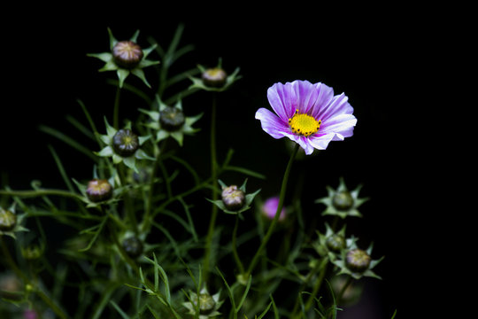 Purple, pink, cosmos flower in garden on dark background with buds. Close up pink cosmos flower as background. Amazing pink cosmos flower gray backgraund. Card pink cosmos flower background.