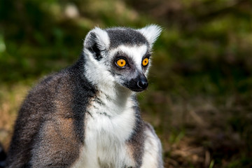 Lemur 2018 Katta Frueh Jahr Lenz