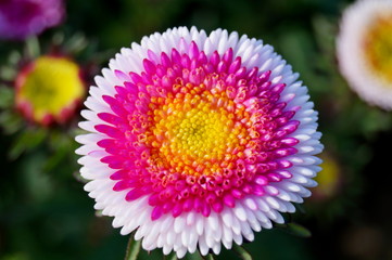 Close up circle Aster blooming in the flower garden. Large alpine aster growing in the flower bed. Background with colorful aster flower. Aster in the summer garden as background card or wallpaper.