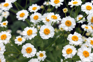 Fototapeta premium Chamomile close up. White flowers of German chamomile daisy. Chamomile medicinal plant on a sunny day. Blooming chamomile field natural herbal treatment.