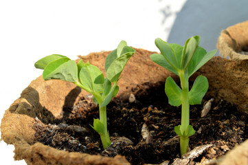 Sprouted peas in organic soil and peat pot. Germinated pea green sprouts. Pea sprouts seedling emerging from the spring soil. Young seedling of a sprouts peas (Pisum sativum) growing in peat pot.