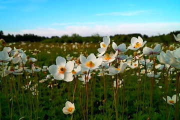 Obraz premium Three-leaved anemone (Anemone trifolia). Thimbleweed or windflower white garden plant of anemones in the family Ranunculaceae. Anemone nemorosa wood thimbleweed flower in the field in the sunny day.