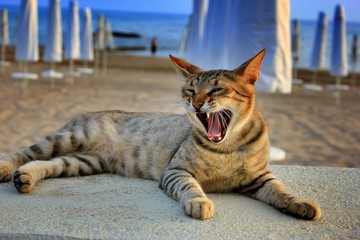 Beautiful curious wildcat laying on beach. Three-colored tabby wild cat sleeping on stone beach. Tortoise wildcat against sea and sunbathing on the seacoast. Wild cat on beach sanset. © Real Moment