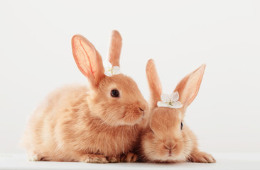 two red bunnies on white background
