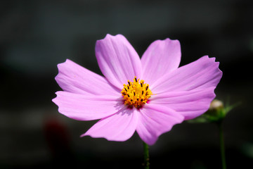 Purple, pink, cosmos flower in garden on dark background with buds. Close up pink cosmos flower as background. Amazing pink cosmos flower gray backgraund. Card pink cosmos flower background.