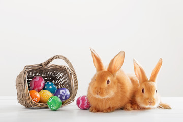 two red bunnies with easter eggs on white background