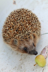 Hedgehog portrait in winter on snow eating apple. Ordinary hedgehog (Erinaceus europaeus) in forest. The European hedgehog is one of the most common species of hedgehogs. © Real Moment