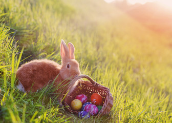 red rabbit with easter egs on green grass