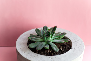 closeup succulent in concrete pot on a pink background
