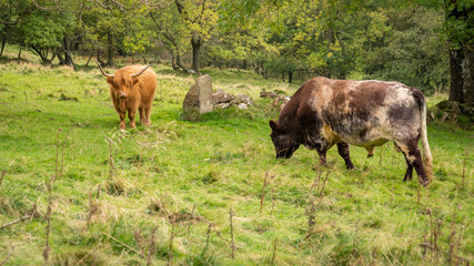 Highland cattle on a meadow