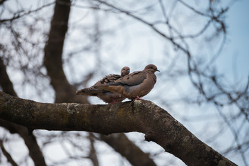 two birds in a cold day