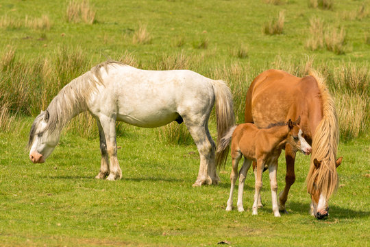 Horses and a foal on a meadow
