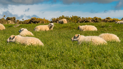 Fototapeta premium A flock of sheep relaxing in the grass