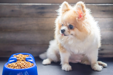 Pomeranian dog lying lonely on the table in morning day. Depress, anorexia, unhealthy and sick dog concepts.