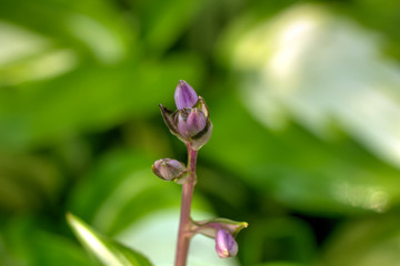 A flower hosta growing in a summer garden.