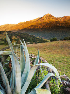 Gegend in den Bergen von Andalusien mit Agave