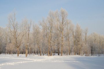 Fototapeta na wymiar Park in the winter