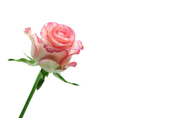     beautiful rose isolated on white background