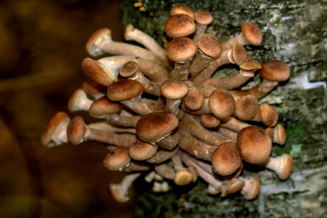 Mushrooms the honey agarics growing in the autumn wood.