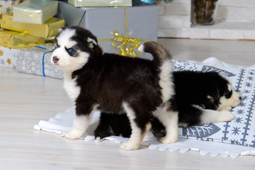 Infant cute Husky puppies as a gift. Great kid dogs. Northern sled Laika at a tender age.  