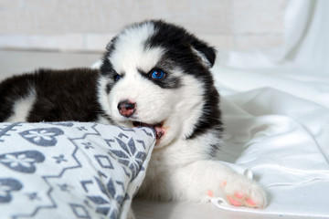 Infant Husky puppy biting the pillow. Great kid dogs. Northern sled Laika at a tender age.  