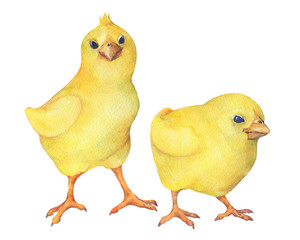 Cute fluffy little yellow chickens. Symbols of Easter celebration. Design for card. Watercolor hand drawn painting illustration isolated on a white background
