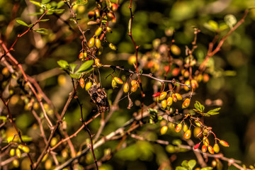 Berries of the barberry growing in a summer garden.