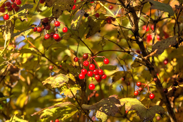 Berries of the guelder-rose growing in the autumn wood.