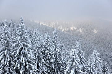 Zimowy krajobraz ze świerkami