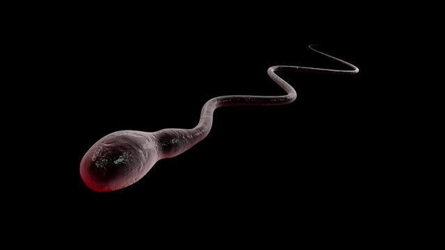sperm cell swimming to the egg