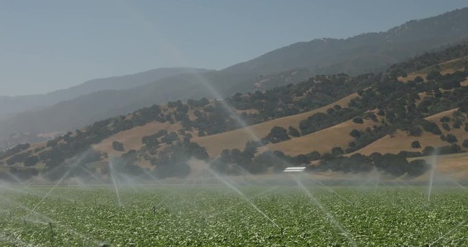 A green row of crops in a field is watered and sprayed by irrigation equipment in the Salinas Valley, California USA