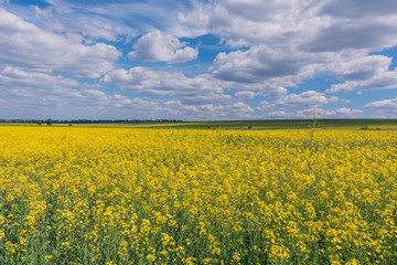 Obraz premium Sunset over a field of oilseed rape.